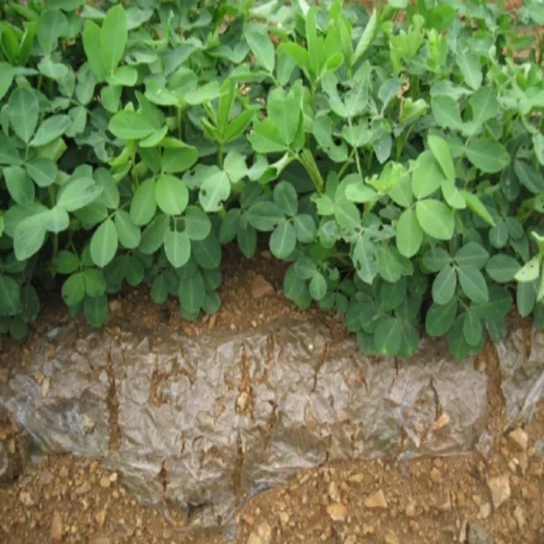 Biodegradable mulch PBAT degradable material greenhouse vegetable mulch pla granule polylactic acid degradable plastics - 图片 3