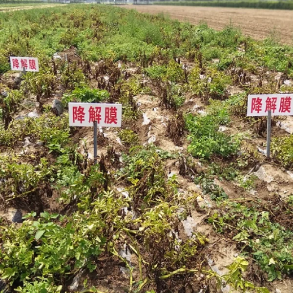 Fully Biodegradable Mulch Pbat Agricultural Vegetable Mulch Fixed Weed Black Mulch - 图片 2