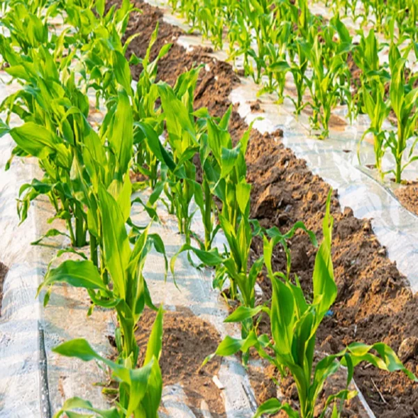 Fully Biodegradable Mulch Polylactic Acid (PLA) PBAT Biodegradable Film - 图片 3