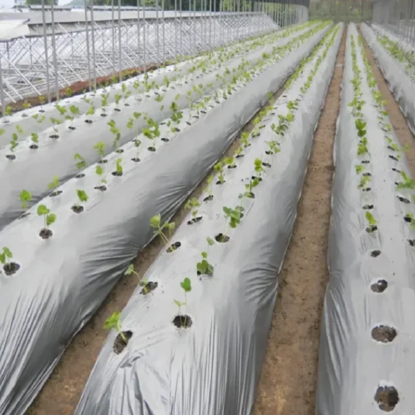 Biodegradable Mulch Polylactic Acid (PLA) PBAT Degradable  Film Degradable Mulch Film - 图片 2