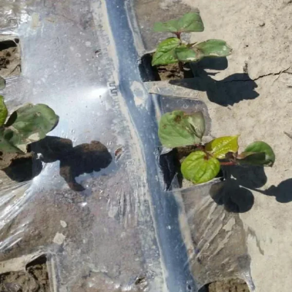 Biodegradable mulch PBAT degradable material greenhouse vegetable mulch pla granule polylactic acid degradable plastics - 图片 2