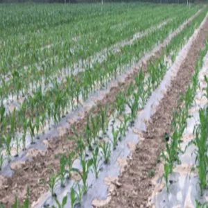 Fully Biodegradable Mulch Pbat Agricultural Vegetable Mulch Fixed Weed Black Mulch