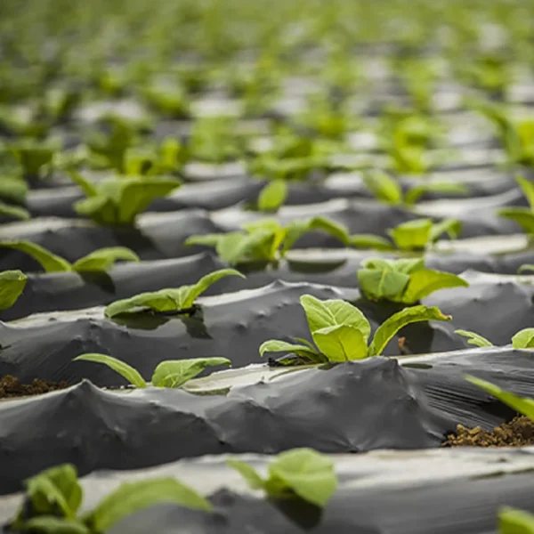 Biodegradable Mulch Polylactic Acid (PLA) PBAT Degradable  Film Degradable Mulch Film - 图片 3