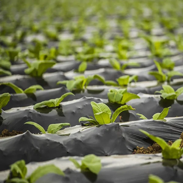 Fully Biodegradable Mulch Polylactic Acid (PLA) PBAT Biodegradable Film - 图片 4