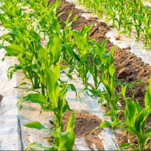 Biodegradable Mulch Polylactic Acid (PLA) PBAT Degradable  Film Degradable Mulch Film