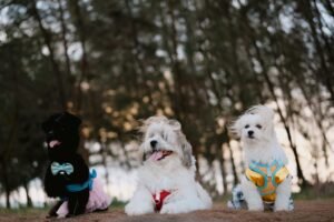 Adorable small breed dogs in fashionable pet outfits pose for an outdoor forest photoshoot. Three dressed dogs: a black dog in a pink tulle skirt and bow tie, a fluffy white-gray dog in a red harness, and a white dog in a yellow-blue harness, sitting on pine needles against a blurred tree backdrop – stylish pet fashion and lifestyle photography.