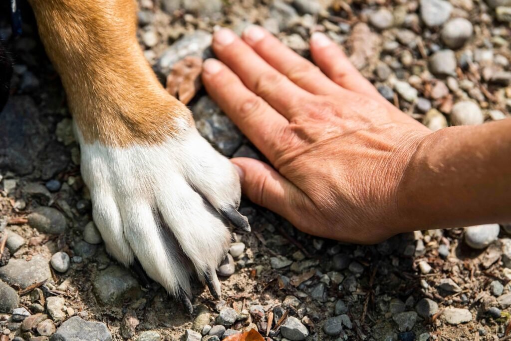 A close-up of a dog's paw and a human hand resting together on a natural, gravelly surface, symbolizing the bond between pets and their owners who choose eco-friendly, biodegradable poop bags.