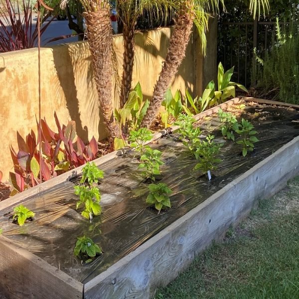 Green Plants grow in the soil, covered with a film